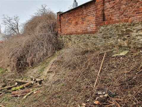 Kromě buřiny zde pracovníci obce uklízeli i odpadky, které zřejmě přehazovali občané, kteří považovali cestu k hřbitovnímu kontejneru za příliš dalekou...