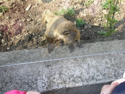 Návštěva ZOO